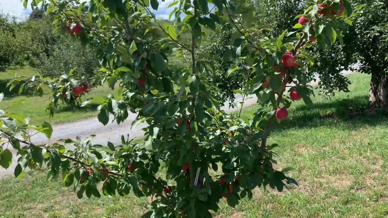 A young KinderKrisp apple growing in yard