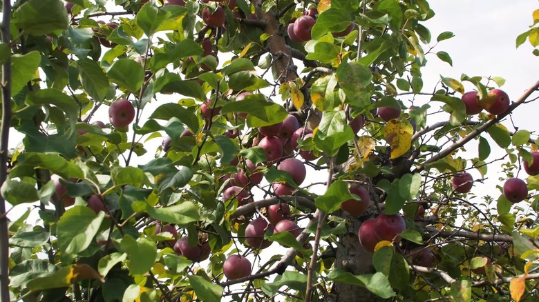 Liberty apples growing on a tree