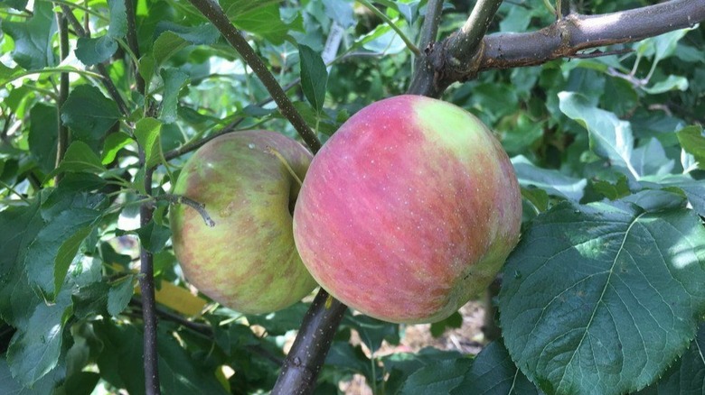 Red and light green NovaSpy apples hanging on a tree branch