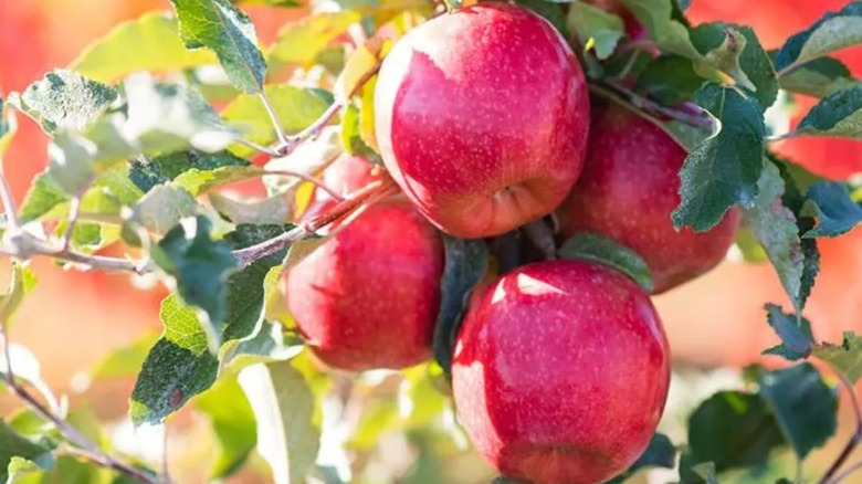 Reddish pink Pink Lady apples hanging from a tree
