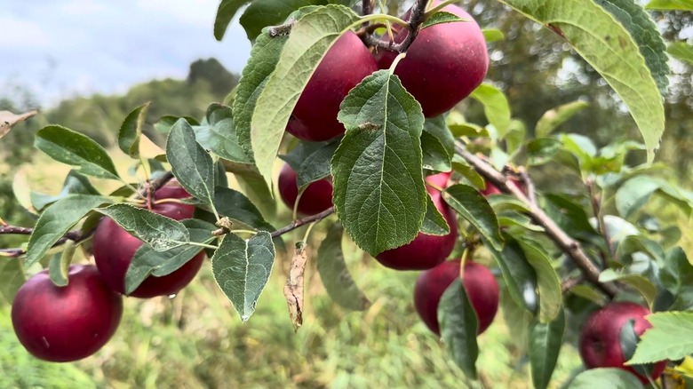 Dark red Pixie Crunch apples hanging from a tree branch