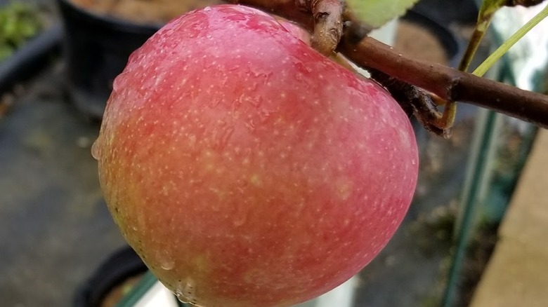 Red Prairie Magic apple with water droplets on top