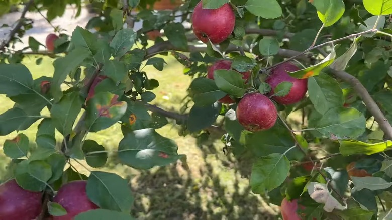 Red Delicious apples growing in yard