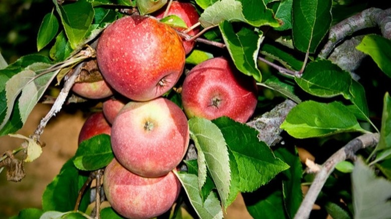 Stayman Winesap apples growing on tree branches