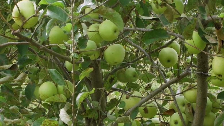 Light green fruits of Sundance apple tree