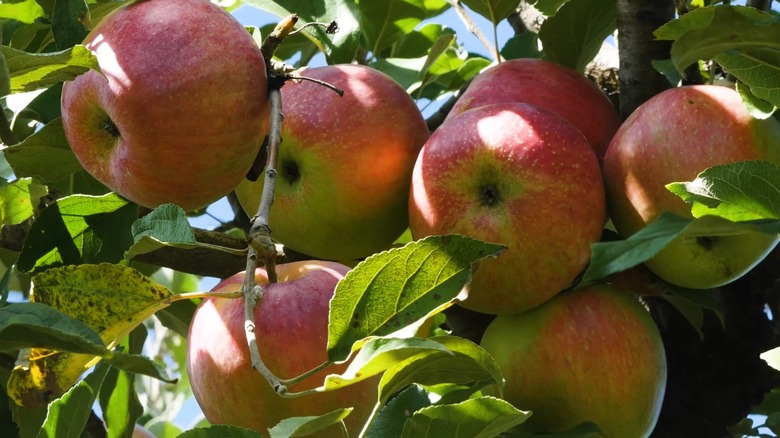 Red and green Sweet Sixteen apples receiving sunlight