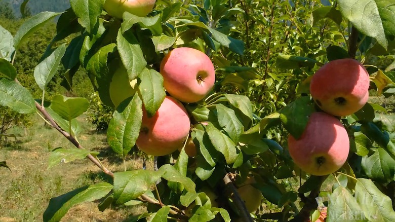 Greenish red Zestar! apples hanging from branches