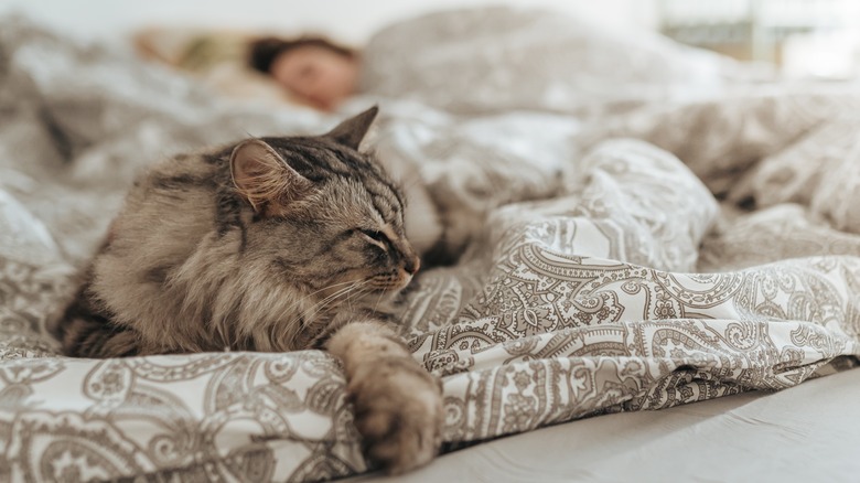 Cat enjoying some sleep