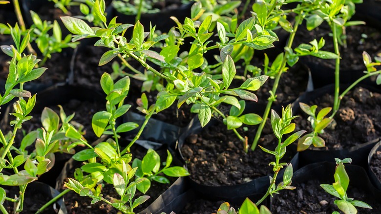 blueberry plants in pots