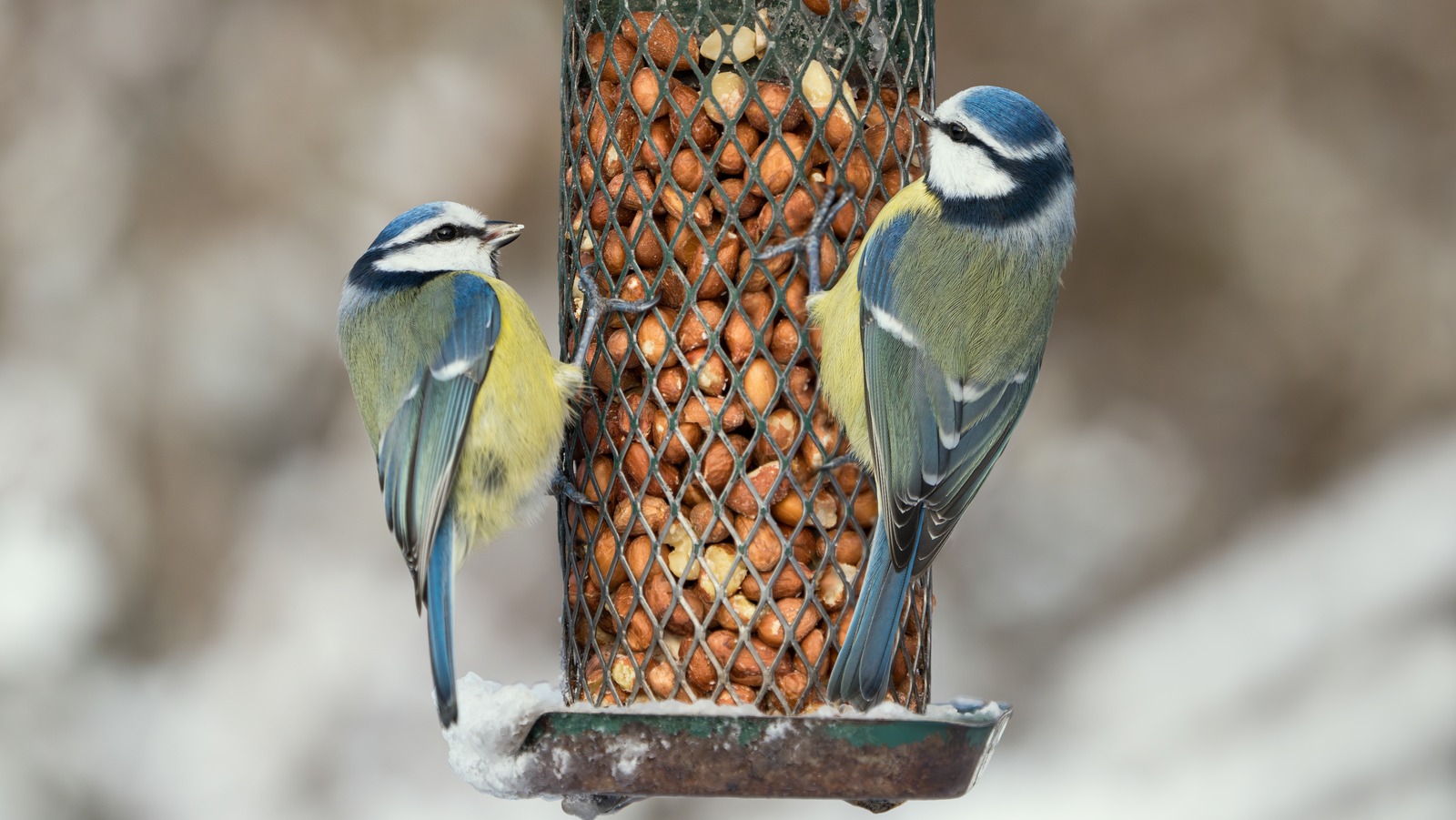 The Best Foods To Keep The Birds In Your Yard Happy In The Winter