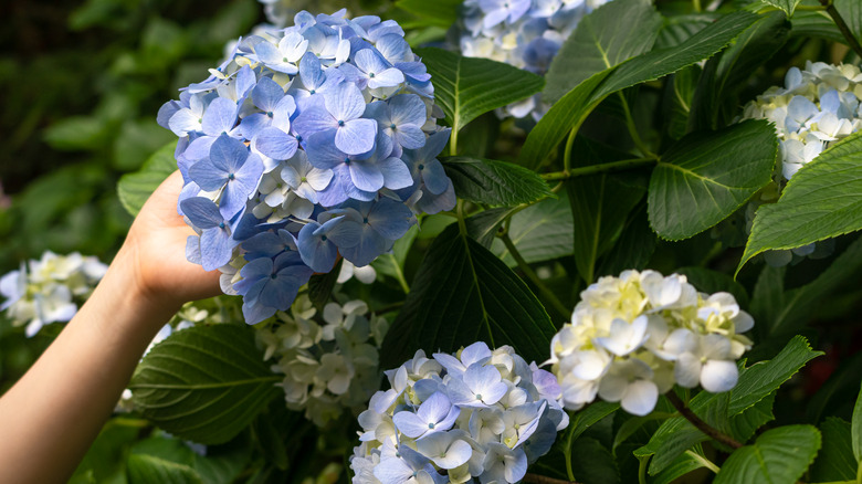 Hand touching blue hydrangea flowers
