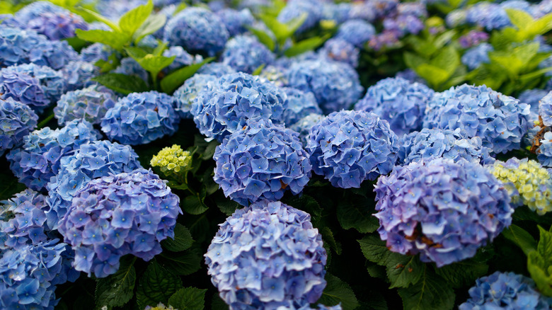 Hand touching blue hydrangea flowers