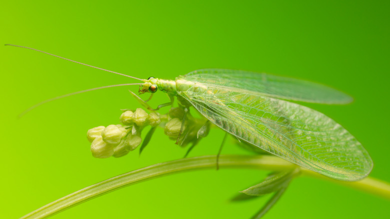 closeup of lacewing