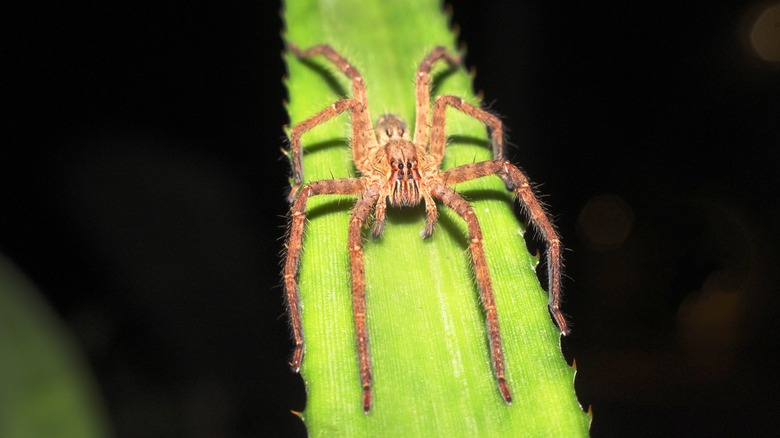 wolf spider on leaf