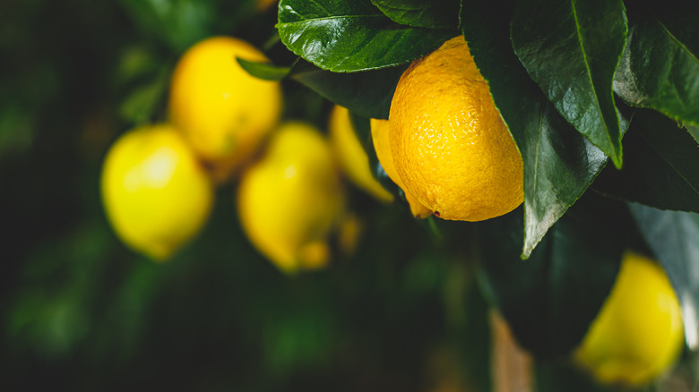 Lemon tree