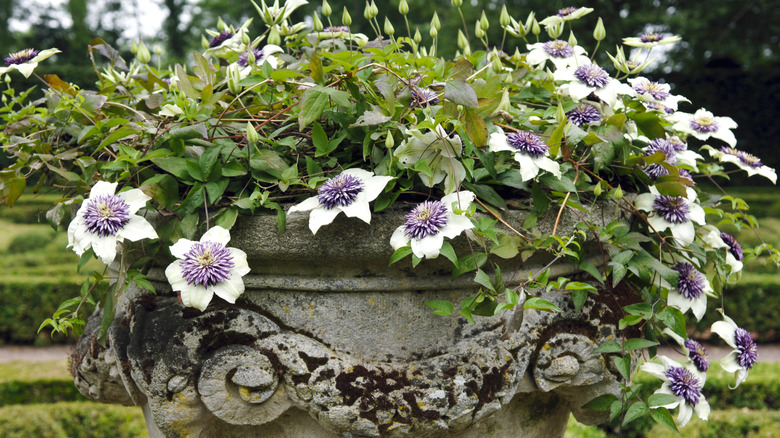White clematis flowers with purple centers growing over the edges of a large, stone planter.
