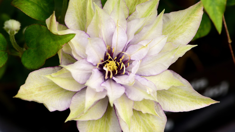 Close-up of clematis 'Smaritan Jo' flower