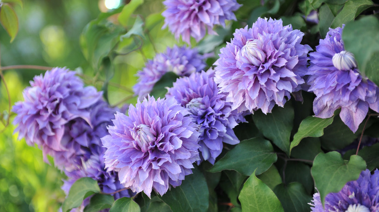 Close-up of Clematis 'Diamantina' flowers against a green foliage