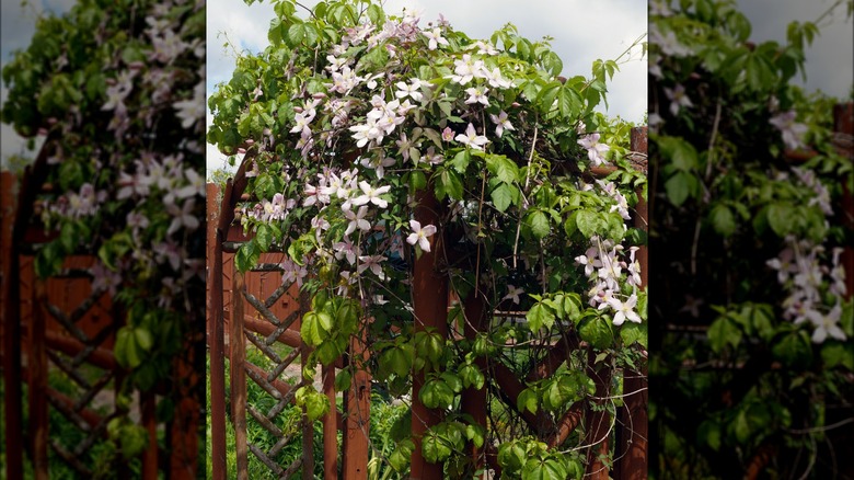 Ivy leaves and pink clematis 