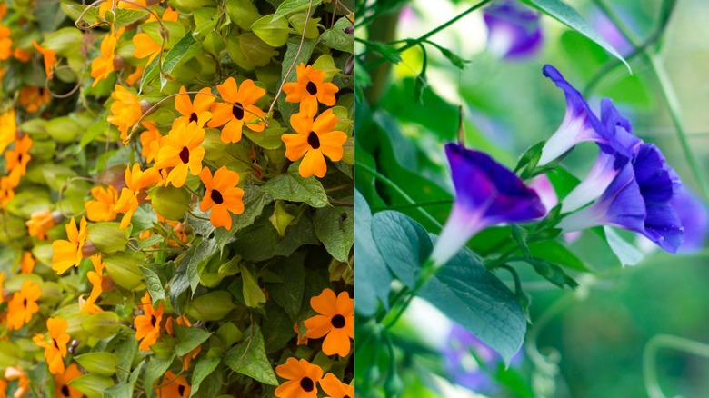 Orange and blue blooming vines