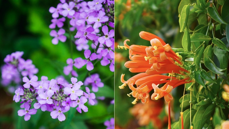 Purple and orange climbing flowers 
