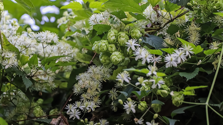White flowers alongside green hops