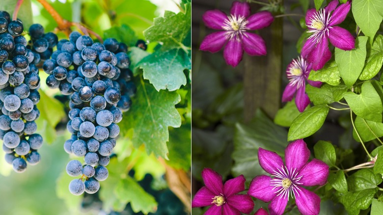 Purple clematis next to grapes 
