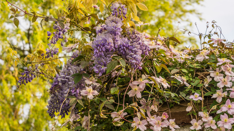 Clematis and wisteria growing together