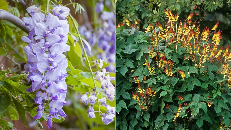 Purple and red blooming vines