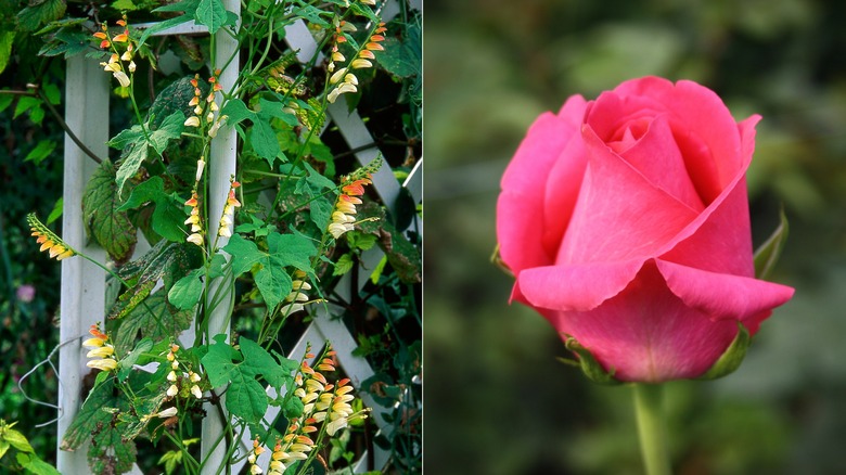 Single rose and climbing fire vine