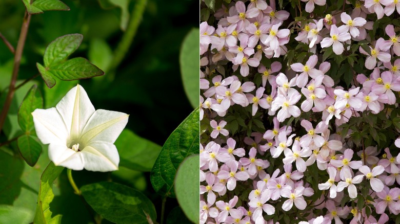 large and small white flowers 