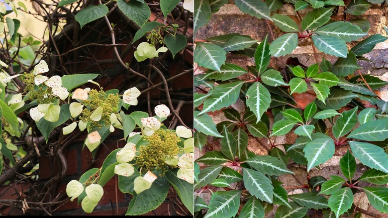 Dark green leaves climbing vines