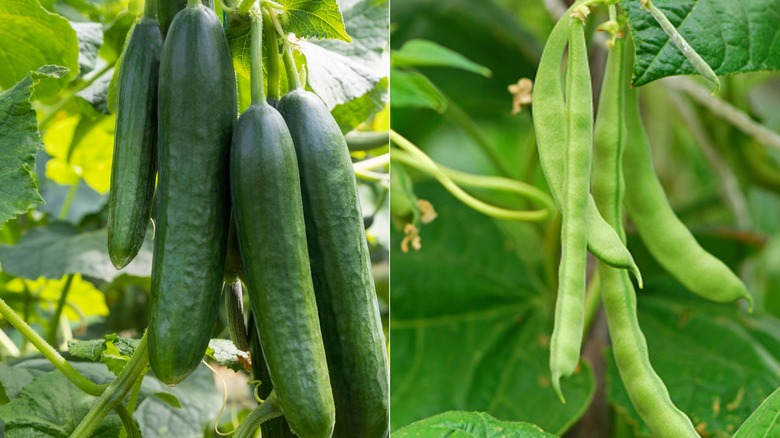 plants producing cucumbers and beans