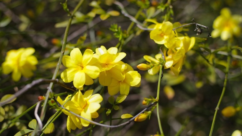 A closeup of winter jasmine blooms.