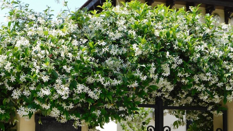 Star jasmine growing across a vertical space.