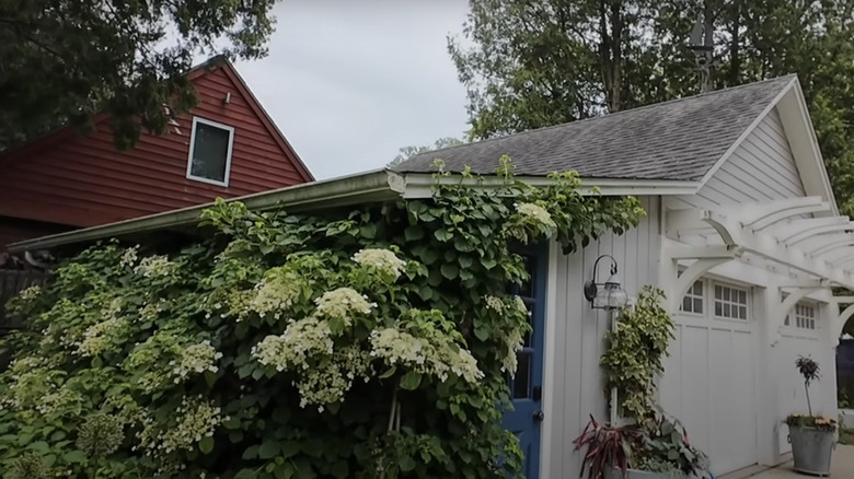 A climbing hydrangea reaching up the side of a shed towards a pergola.