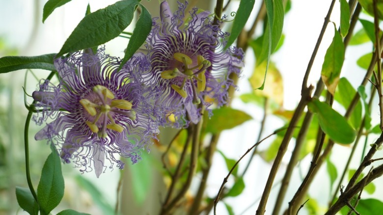 A closeup of passionflower climbing up a post.