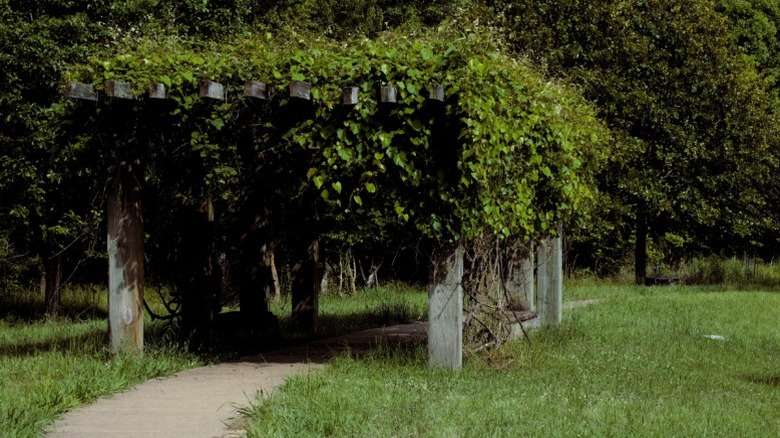 Thick growth of grape vine on a pergola.