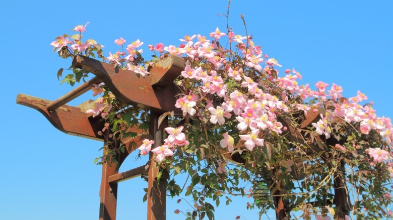 Delicate pink blooms of clematis on small pergola.