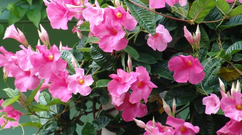 Bright pink mandevilla blooms up close.