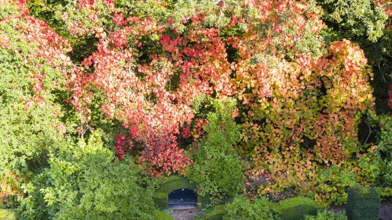 A cascading display of crimson glory vine in a garden.