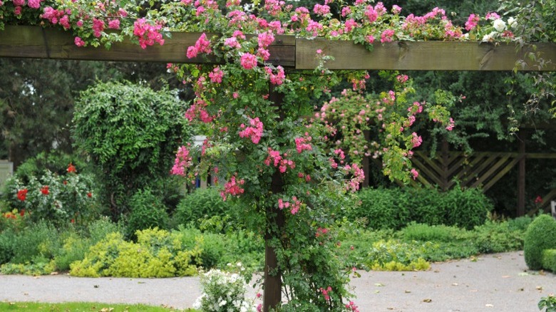 A rambling rose growing on a wooden pergola.