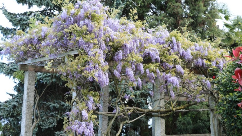 Pretty purple wisteria cascading down over a pergola.