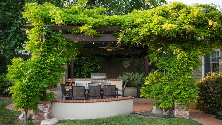 A large vine shown growing up and around a pergola.
