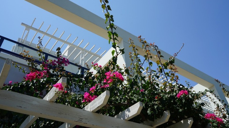 Bouganvillea spilling over the top of a pergola.