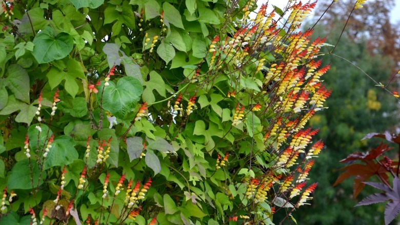 Closeup of the tendrils of a brightly-colored Spanish flag vine.