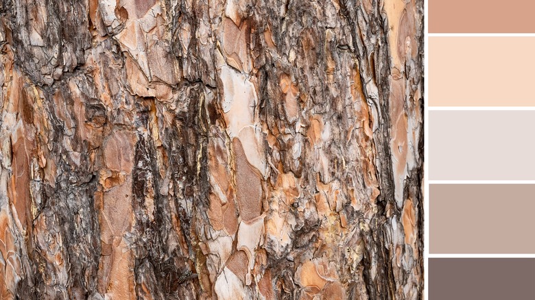 color palette from tree bark