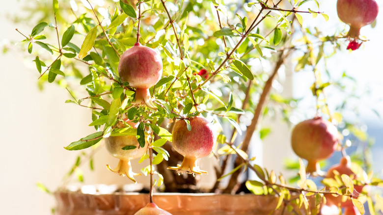 Close up of small pomegranate tree indoors