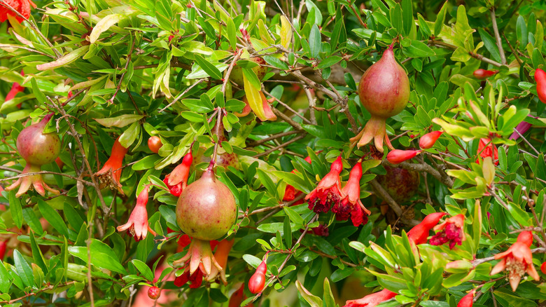 Dwarf pomeganate tree nana with small fruit