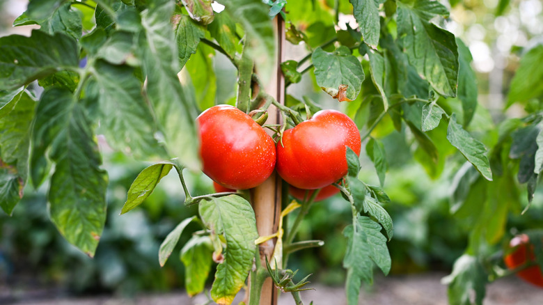 Closeup photo of bushsteak tomatoes growing in the yard